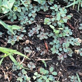 Photo of the plant species Blue Weed by @MajesticPomelo named Walt on Greg, the plant care app