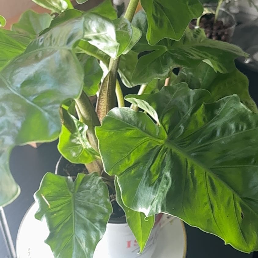 Photo of the plant species Alocasia 'Portora' by @RadCoyotillo84 named Elina on Greg, the plant care app