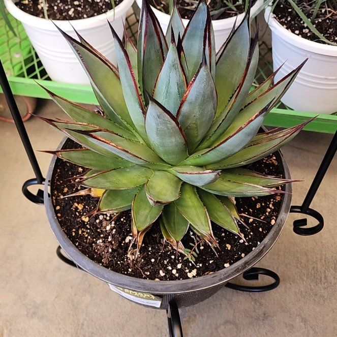 Photo of the plant species Coastal Agave by @SageDogfennel40 named James Dean on Greg, the plant care app