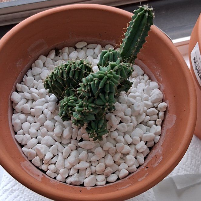 Photo of the plant species Crested Blue Flame by @BestFeverfew68 named Myitillocactus geometrizans on Greg, the plant care app