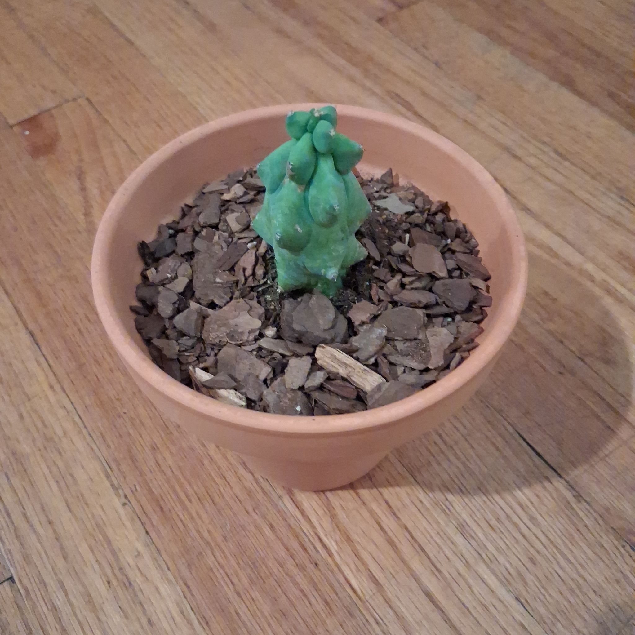 Fukuro cactus
