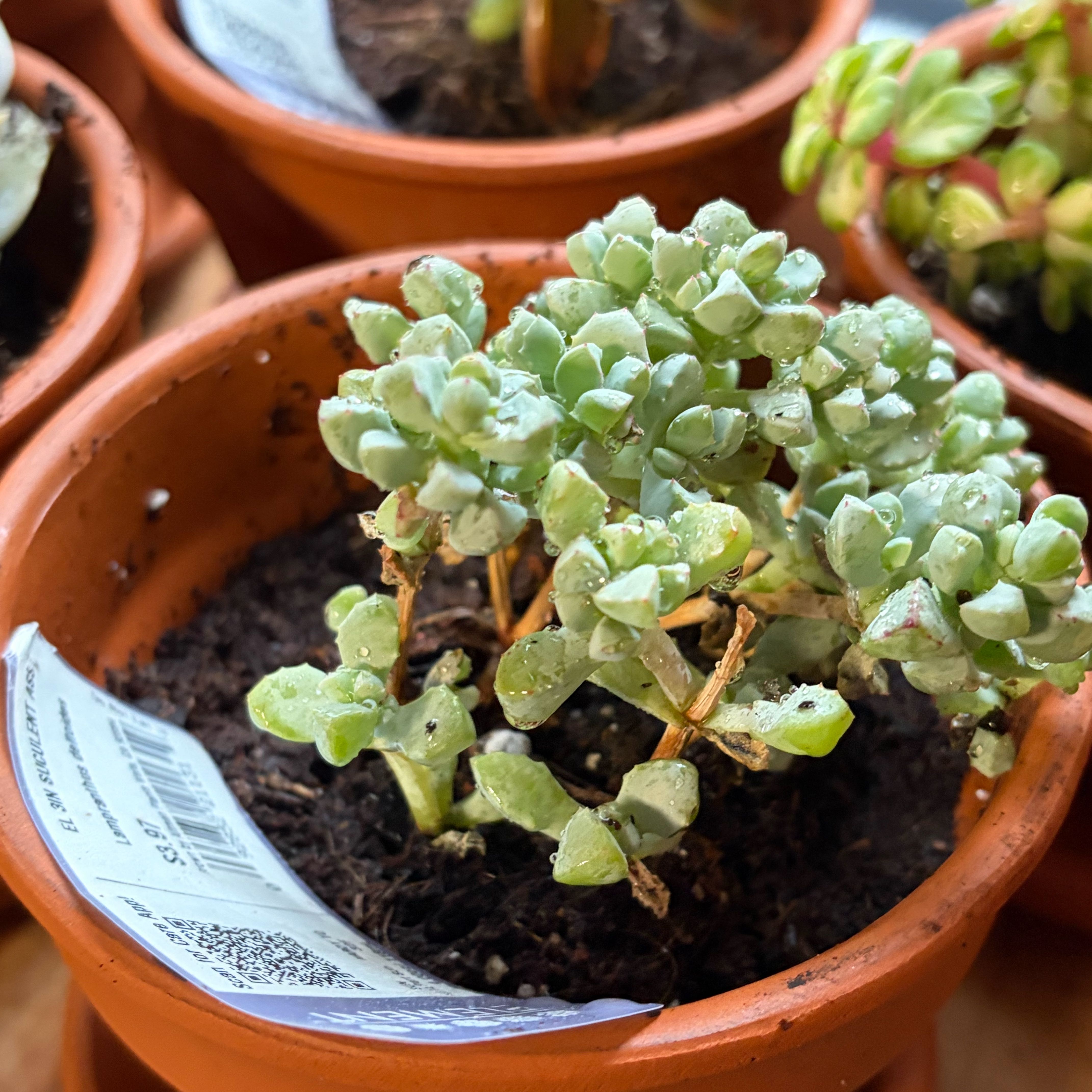 Photo of the plant species Lampranthus Deltoides by @AmiableMelon40 named Marlyn on Greg, the plant care app