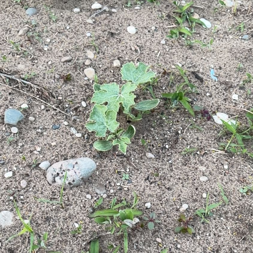 Photo of the plant species Watermelon by @AmiableMelon40 named Sproutacus on Greg, the plant care app