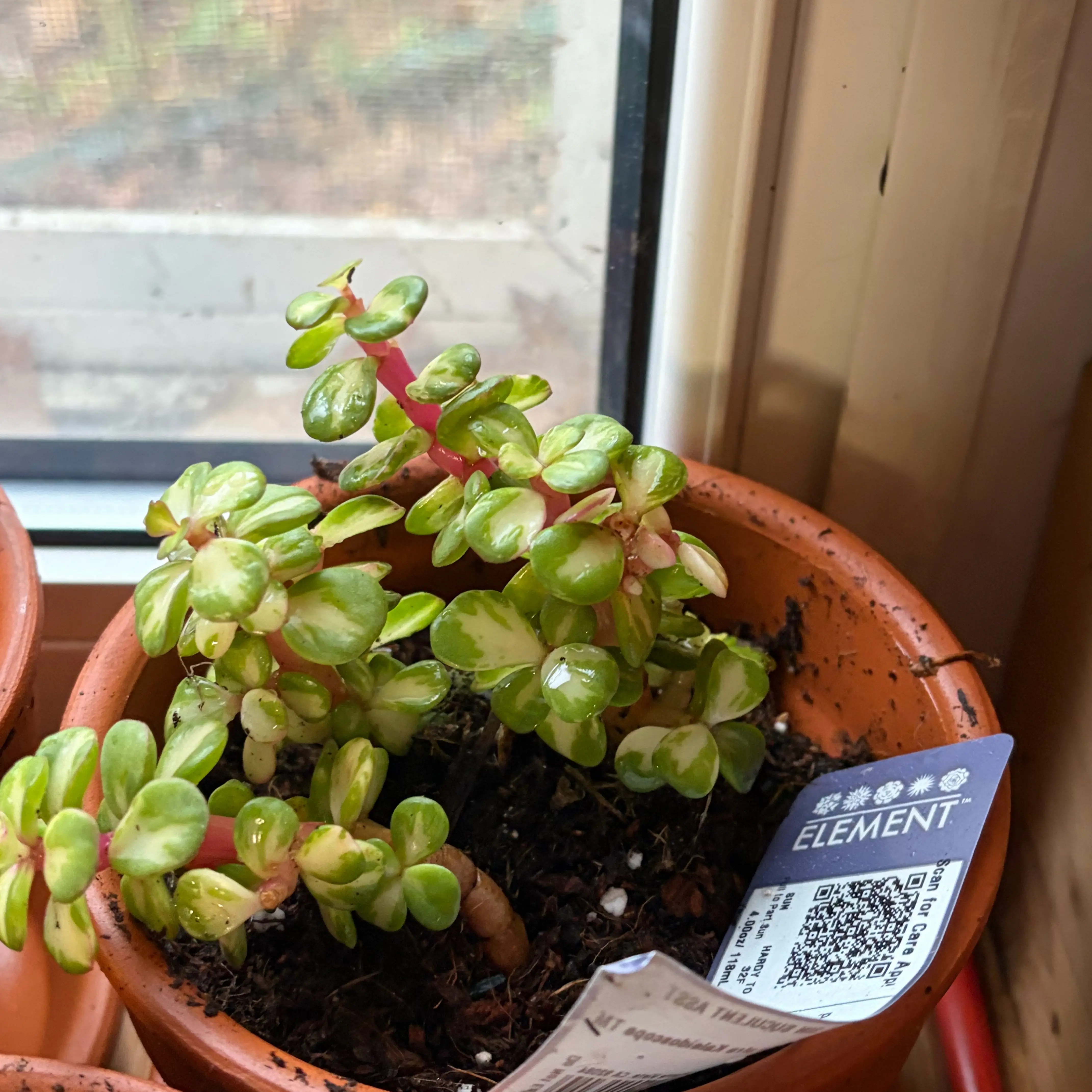 Photo of the plant species elephant bush by @AmiableMelon40 named Bruce Lee on Greg, the plant care app