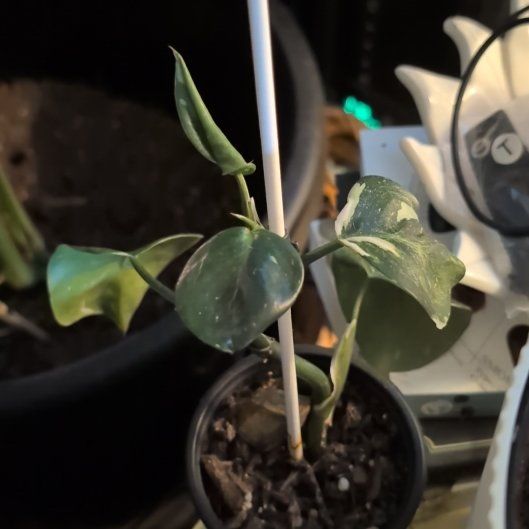 Photo of the plant species White Knight Philodendron by @DotingRedbush99 named Bella on Greg, the plant care app