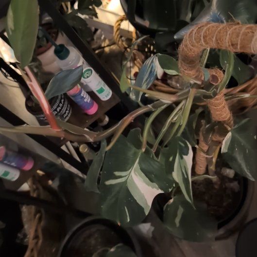 Photo of the plant species White Knight Philodendron by @DotingRedbush99 named Khaleesi on Greg, the plant care app