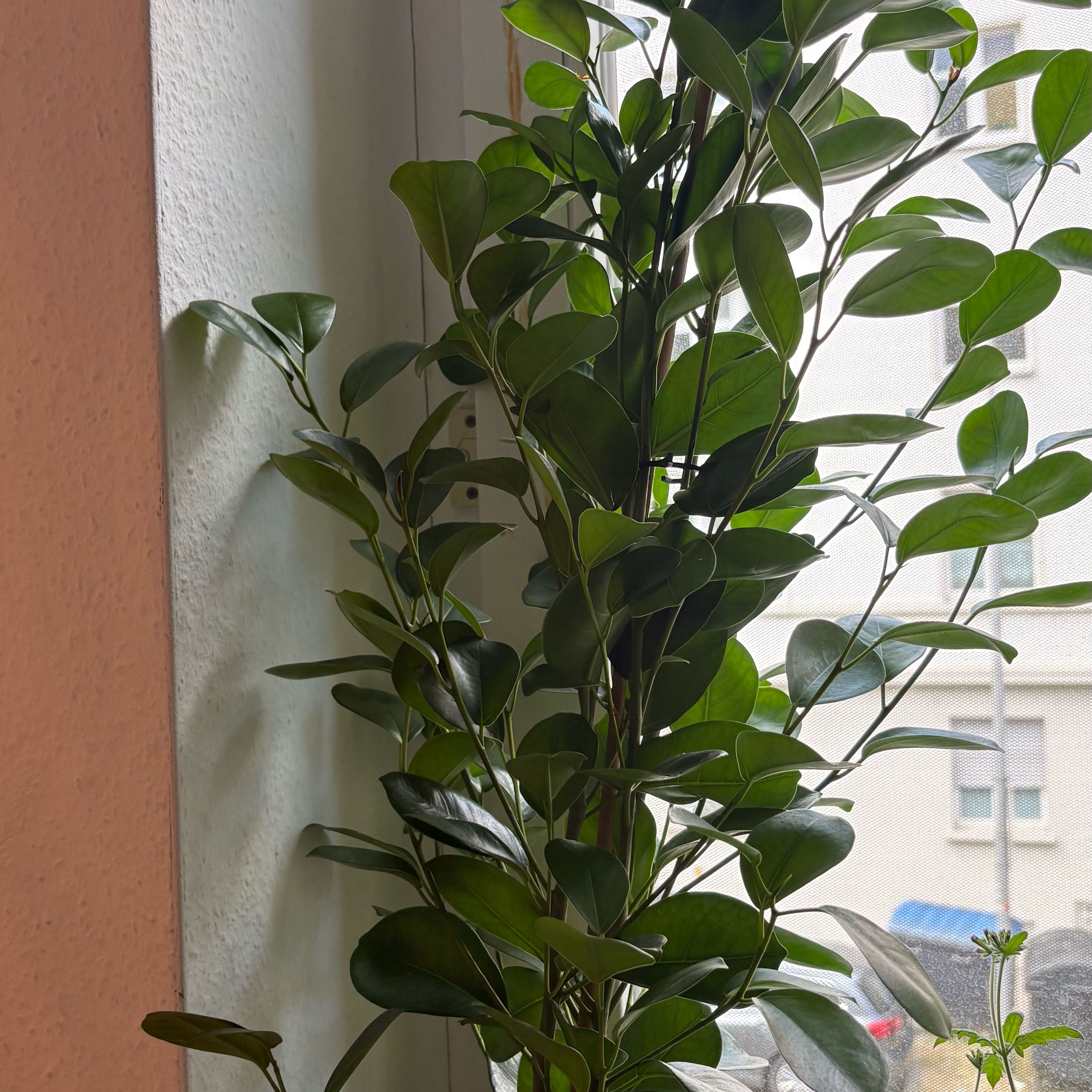 Photo of the plant species Ficus Moclame by @StackedLemon11 named Harmony on Greg, the plant care app