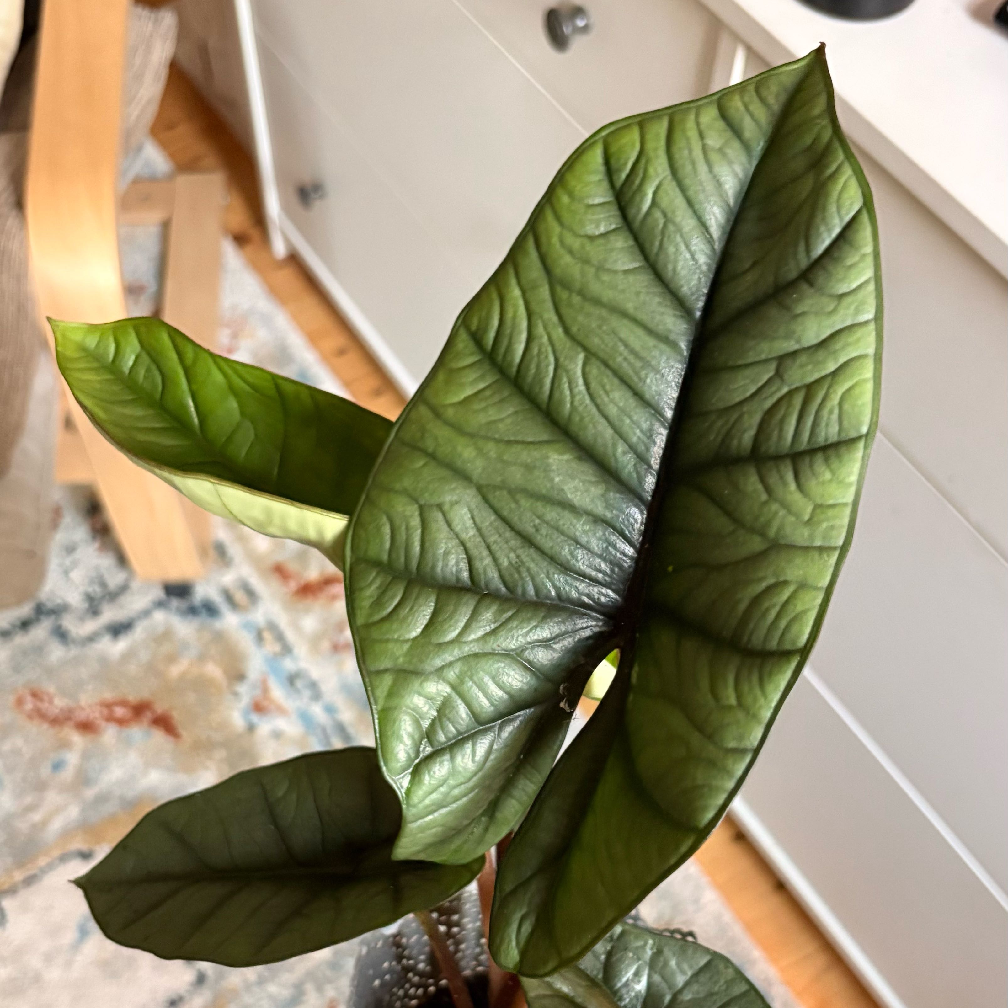 Photo of the plant species Alocasia Platinum by @StackedLemon11 named Curie on Greg, the plant care app