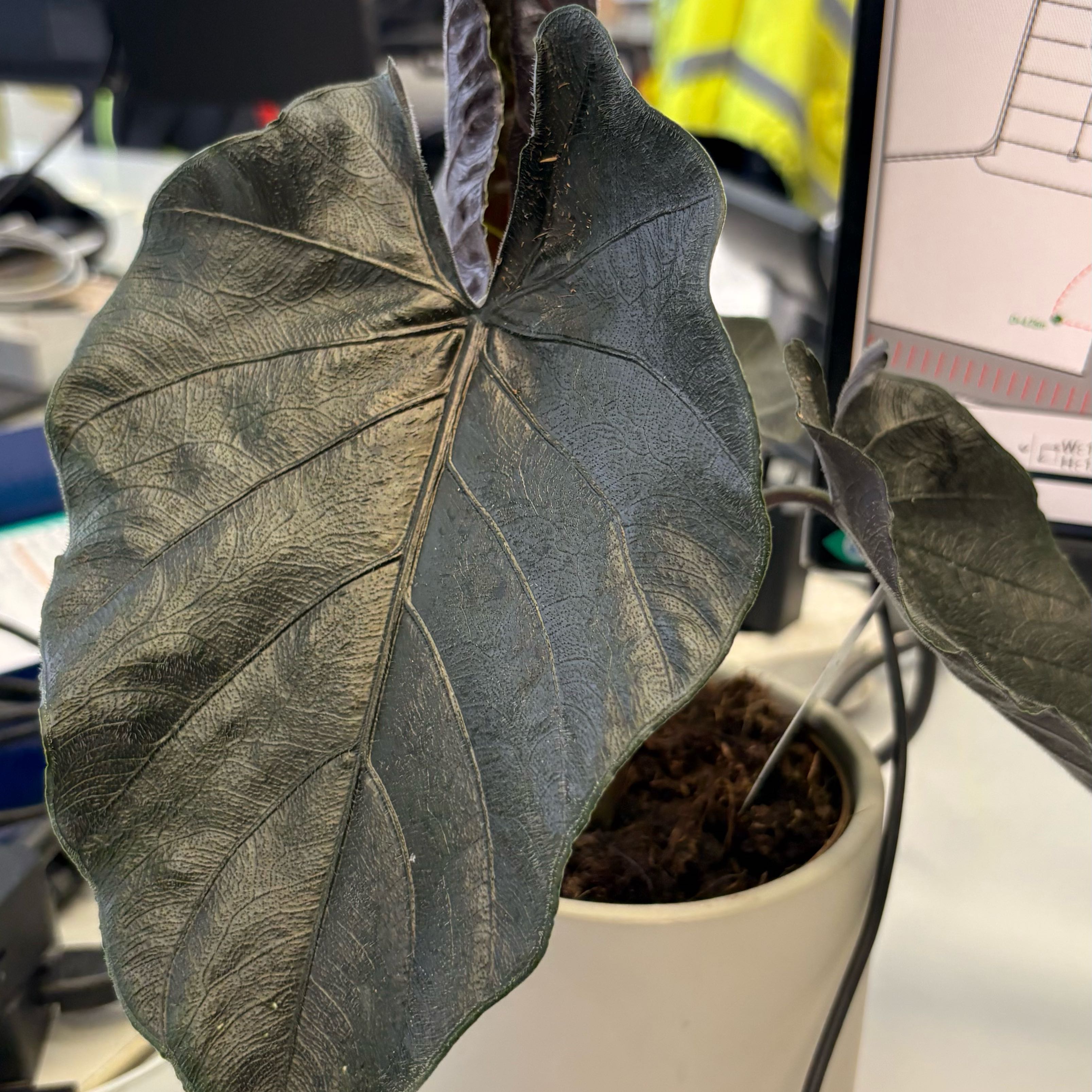 Photo of the plant species Alocasia Kapit Black Panther by @StackedLemon11 named Mando on Greg, the plant care app
