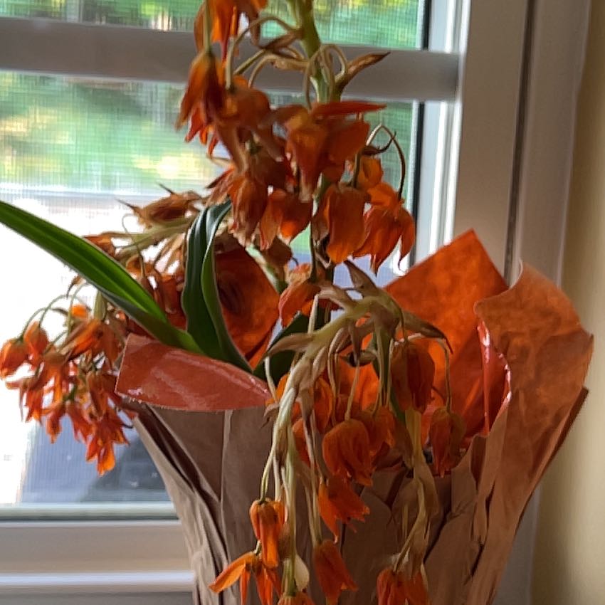 Photo of the plant species Orange Sun Star by @YokeAnthurium24 named Delilah on Greg, the plant care app