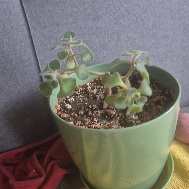 Photo of the plant species Aichryson by @SavvySourwood87 named Strahinja on Greg, the plant care app