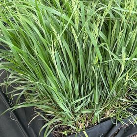 Photo of the plant species Lemon Grass by @AnewSilverspa17 named Ronaldo on Greg, the plant care app
