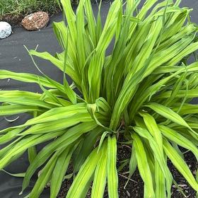 Photo of the plant species Chasmanthe Floribunda by @AnewSilverspa17 named Foxxy on Greg, the plant care app
