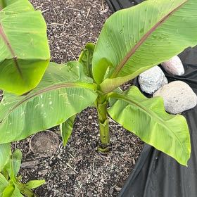 Photo of the plant species Abyssinian Banana by @AnewSilverspa17 named Michelle Branch on Greg, the plant care app