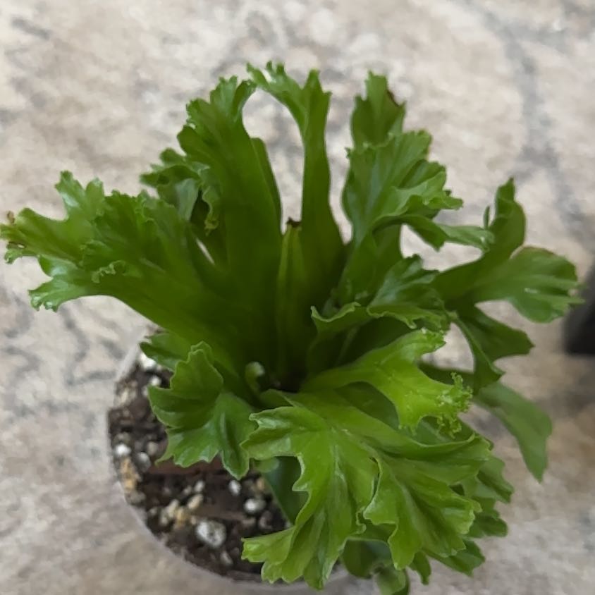 Photo of the plant species Green Flame Fern by @ZestHawthorn30 named Austen on Greg, the plant care app