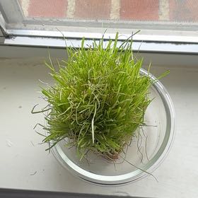 Photo of the plant species cat grass by @AdmiredBearsear named Kitty on Greg, the plant care app