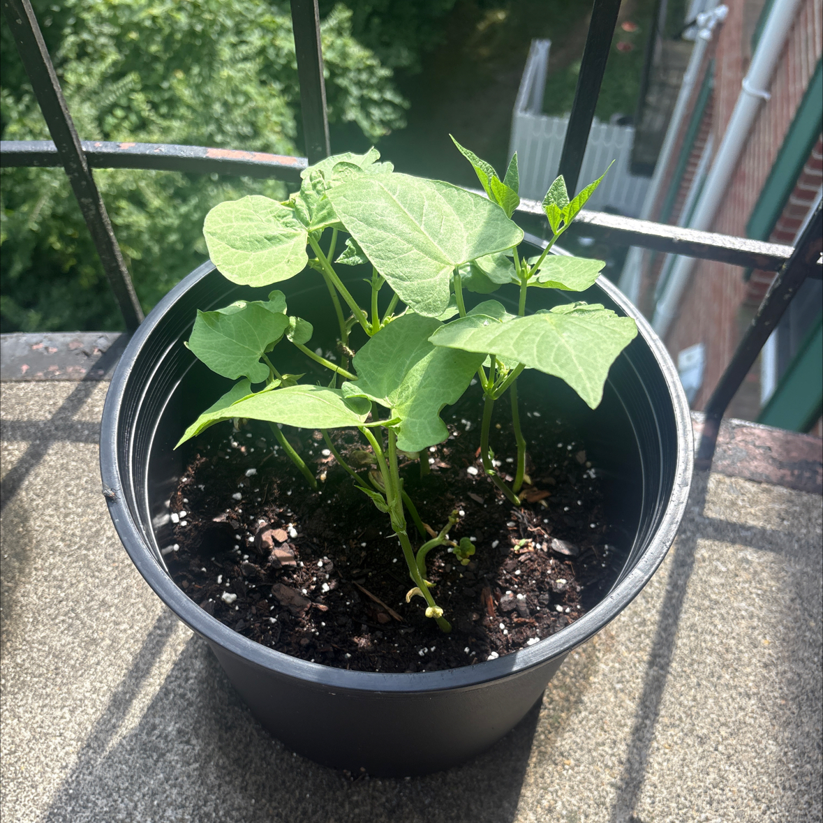 Photo of the plant species Tendergreen Bean by @AdmiredBearsear named Kobe on Greg, the plant care app