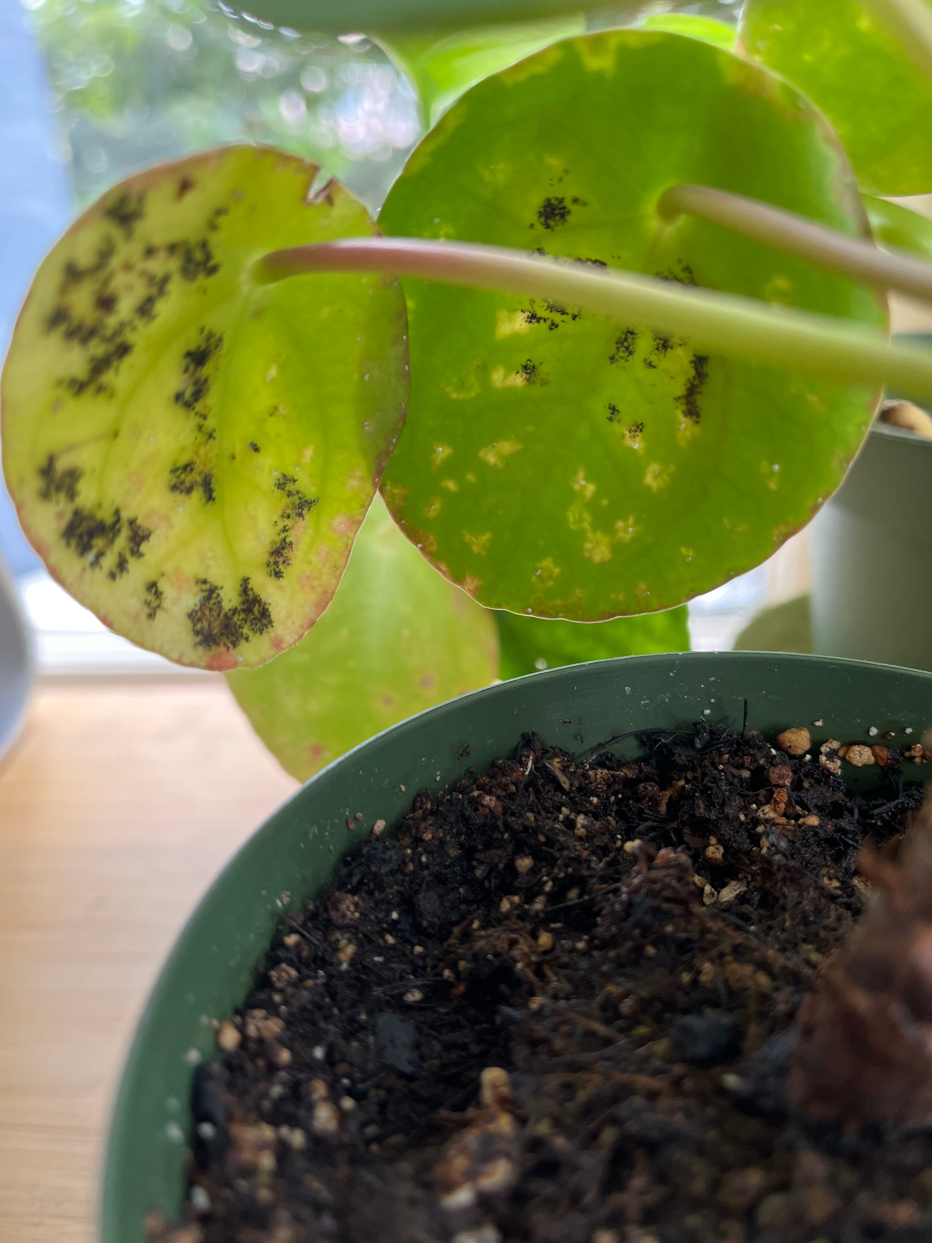 ? Chinese Money Plant (Pilea Peperomioides)? Black Spots, 49 OFF