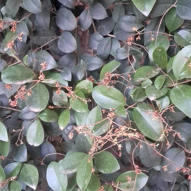 Photo of the plant species Waxleaf Privet by @HandySuncup41 named Zeus on Greg, the plant care app