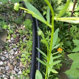Photo of the plant species Common Flax by @TidySeaoats27 named Sage on Greg, the plant care app