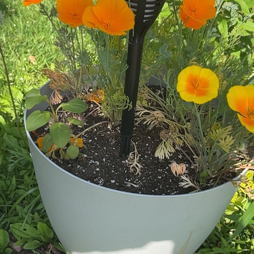 Photo of the plant species California Poppy by @TidySeaoats27 named Leonardo on Greg, the plant care app