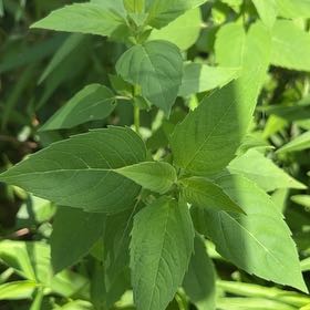 Photo of the plant species Wild Bergamot by @TidySeaoats27 named Xena on Greg, the plant care app