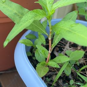 Photo of the plant species Spotted Ladysthumb by @TidySeaoats27 named Sir Plancelot on Greg, the plant care app