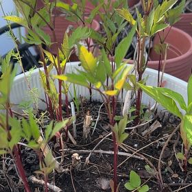 Photo of the plant species Devil's Beggartick by @TidySeaoats27 named James Dean on Greg, the plant care app