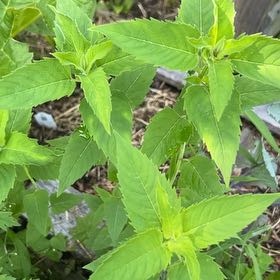 Photo of the plant species Wild Bergamot by @TidySeaoats27 named Gregarious on Greg, the plant care app