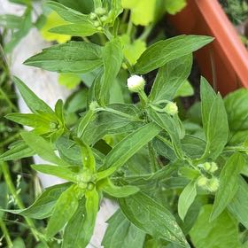 Photo of the plant species Annual Fleabane by @TidySeaoats27 named Mollie on Greg, the plant care app