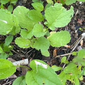 Photo of the plant species Wild Radish by @TidySeaoats27 named Harry on Greg, the plant care app