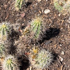 Photo of the plant species Scarlet Hedgehog Cactus by @ManlyMostii17 named Naomi on Greg, the plant care app