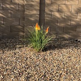 Photo of the plant species Red Hot Poker by @ManlyMostii17 named Peter Parker on Greg, the plant care app