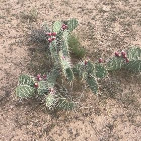 Photo of the plant species Brownspine Prickly Pear by @ManlyMostii17 named Remington on Greg, the plant care app