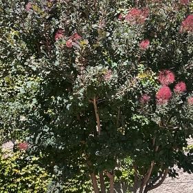 Photo of the plant species Crape Myrtle by @ManlyMostii17 named Fernie Saunders on Greg, the plant care app