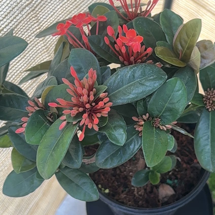Photo of the plant species Flame of the Woods by @BonusCatmint73 named Beyonce on Greg, the plant care app