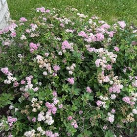 Photo of the plant species Rose Meadowsweet by @OpulentTitoki67 named Elle on Greg, the plant care app
