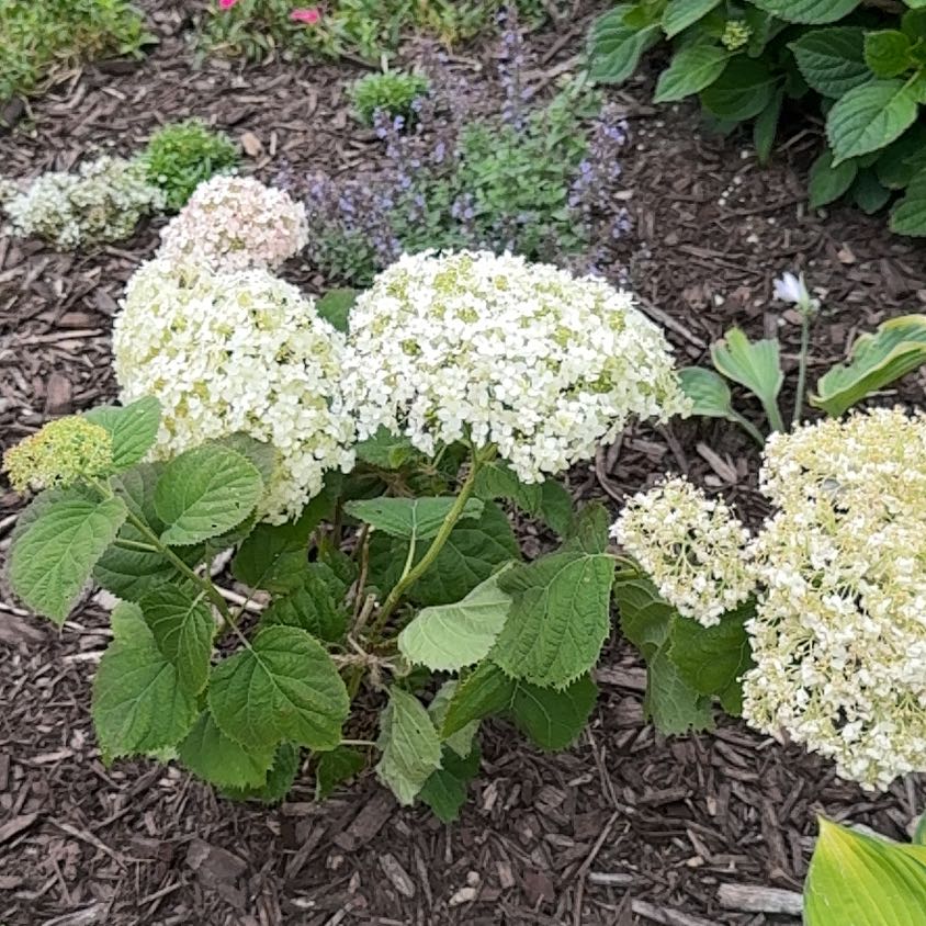 Photo of the plant species Ashy Hydrangea by @OpulentTitoki67 named Florence on Greg, the plant care app