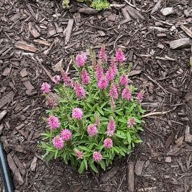 Photo of the plant species Valeriana rubra by @OpulentTitoki67 named Forrest on Greg, the plant care app