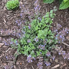 Photo of the plant species Lobster Bush by @OpulentTitoki67 named Duke on Greg, the plant care app