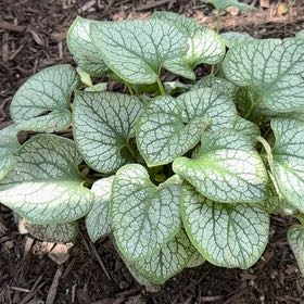 Photo of the plant species False Forget-Me-Not by @OpulentTitoki67 named Harmony on Greg, the plant care app