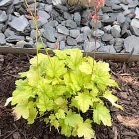 Photo of the plant species Coral Bells by @OpulentTitoki67 named Coral on Greg, the plant care app