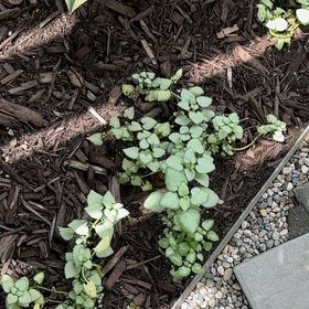Photo of the plant species Pennsylvania Pellitory by @OpulentTitoki67 named Lebron on Greg, the plant care app