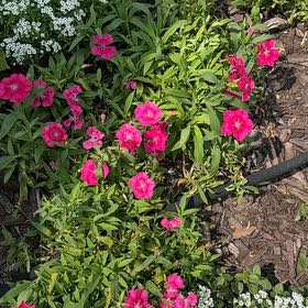 Photo of the plant species Sweet William by @OpulentTitoki67 named Rosa on Greg, the plant care app