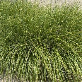 Photo of the plant species Slender Club-Rush by @OpulentTitoki67 named LiloStitch on Greg, the plant care app