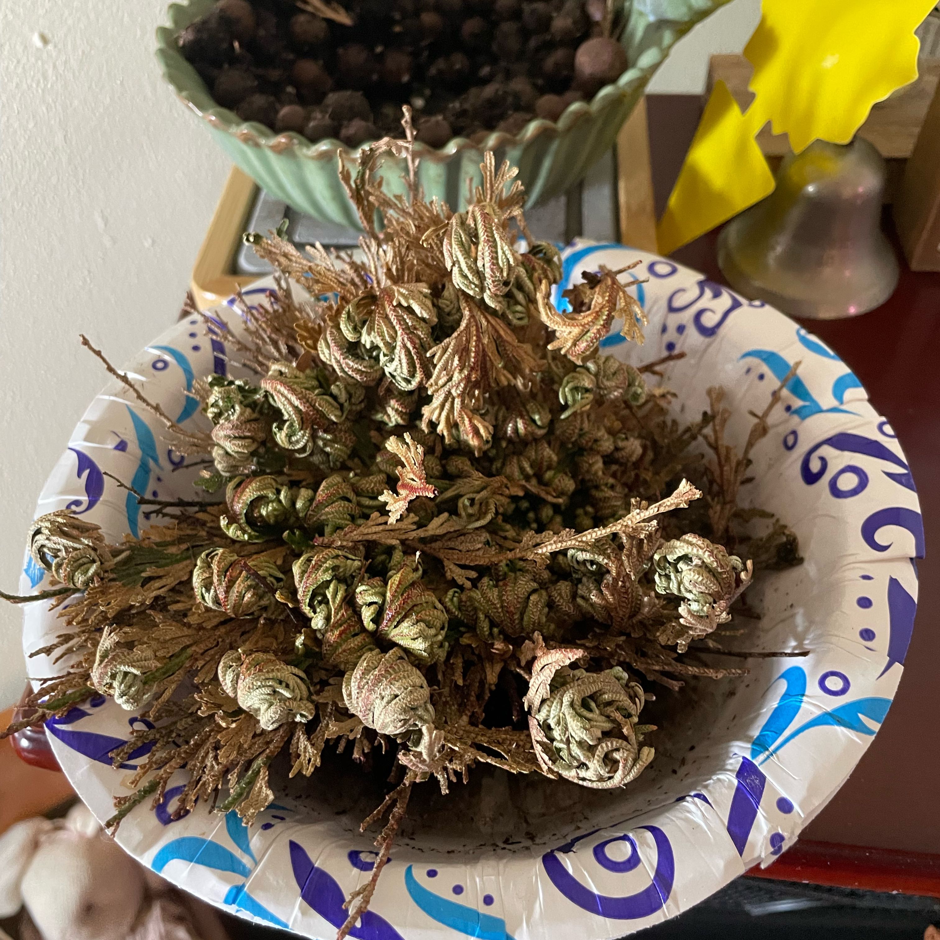 Rose of Jericho plant in a paper bowl, appearing dry and curled.