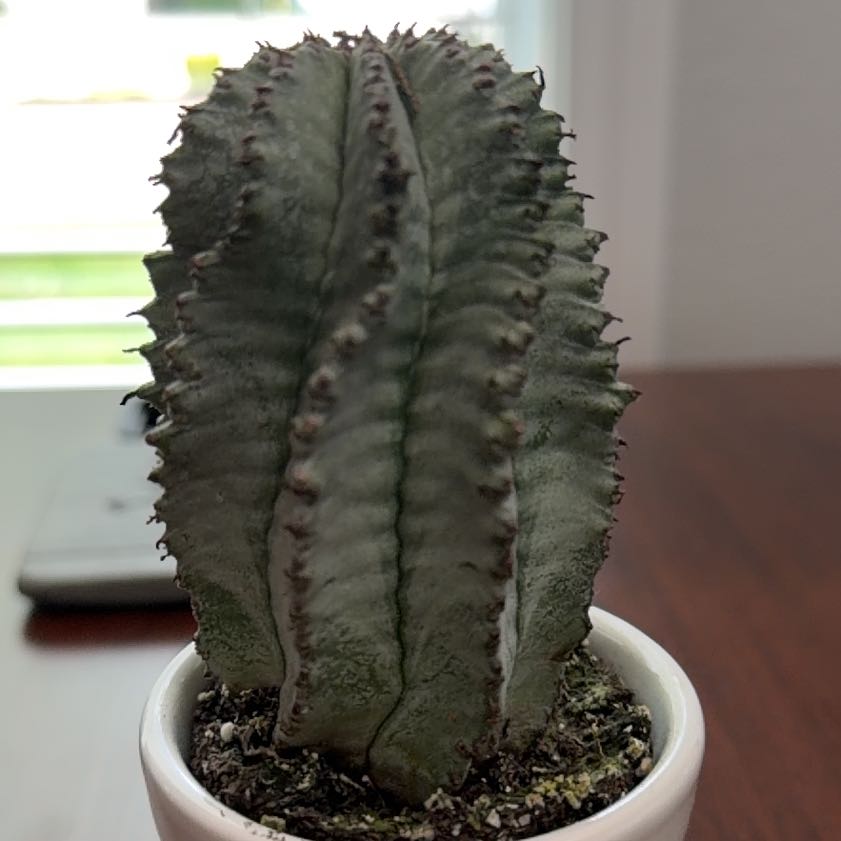 Photo of the plant species Snowflake Euphorbia by @KeyBasil77 named Frostbite on Greg, the plant care app