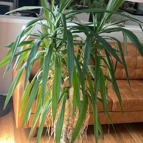 Photo of the plant species Spineless yucca by @SteamyKamahi98 named Big Girl on Greg, the plant care app