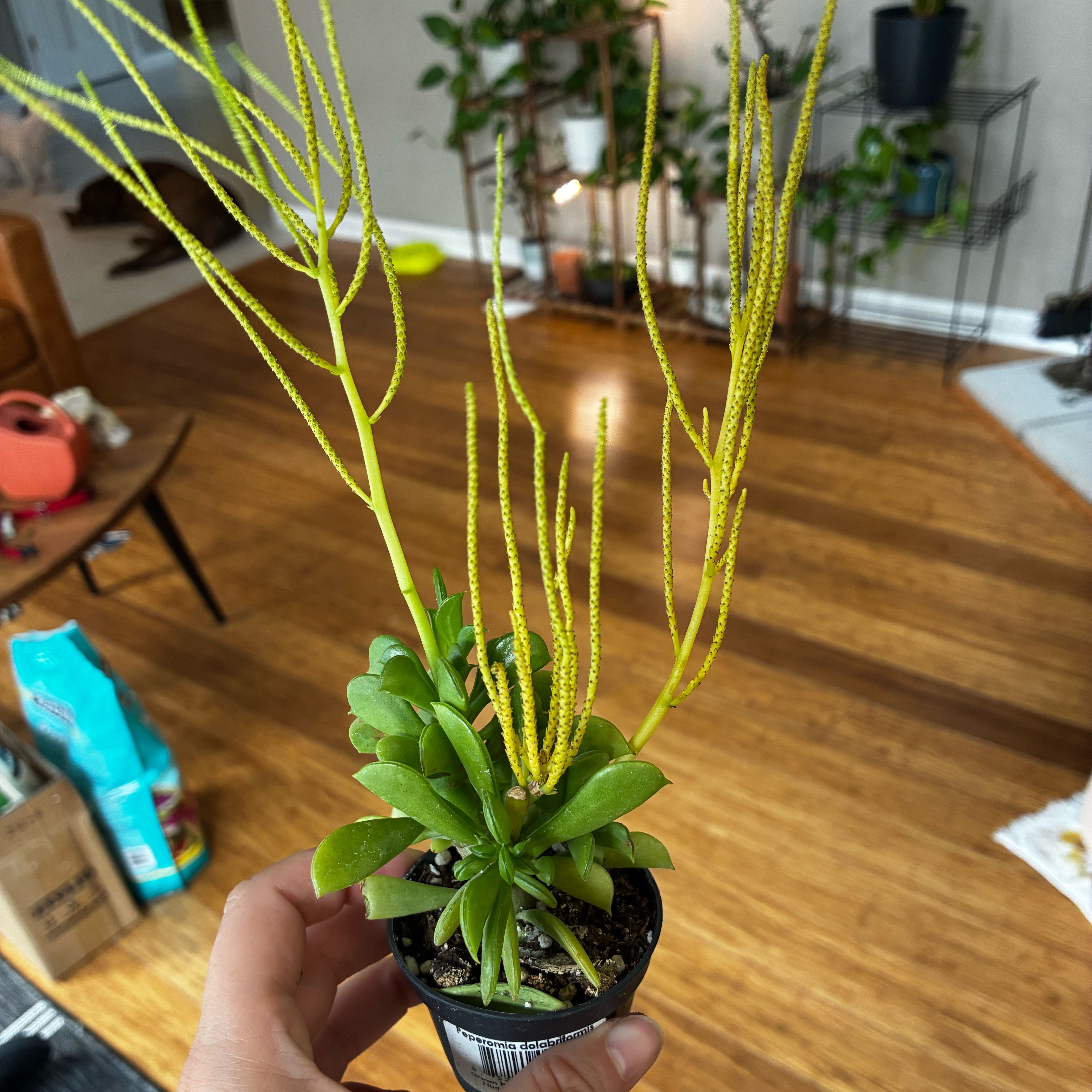 Photo of the plant species Prayer Pepper by @SteamyKamahi98 named Kardashian on Greg, the plant care app