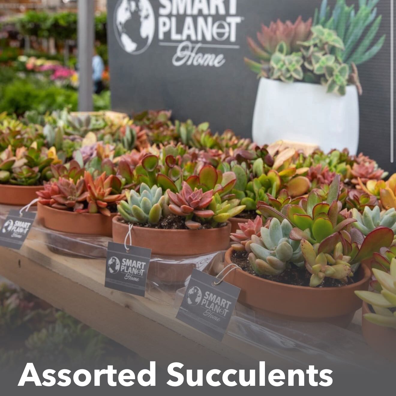 Photo of the plant species Assorted Succulents by @SugarSquash93 named Beyonce on Greg, the plant care app